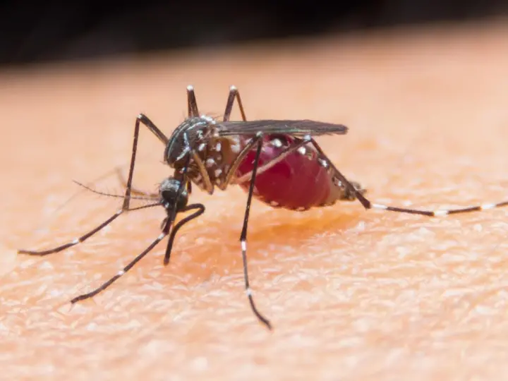 Роспотребнадзор: новые 47 вирусов нашли у комаров в России
