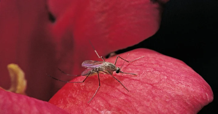 Какие цвета одежды привлекают комаров? Учёные нашли ответ