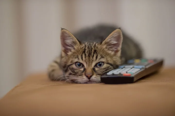 Кошачий телек: почему коты любят смотреть телевизор