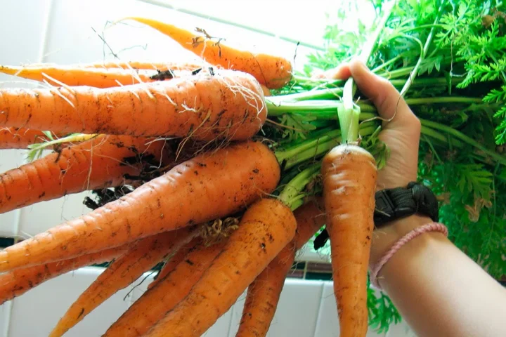 Секреты богатого урожая моркови: одна ложка этого средства творит чудеса