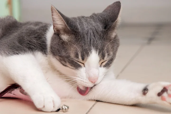 Вирус иммунодефицита кошек вызывает онкологию и смерть: передается даже со слюной