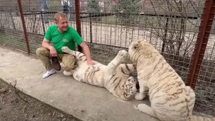 Из реанимации на работу: как Олег Зубков восстанавливается после атаки льва, свежие новости о здоровье директора «Тайгана» на 7 июля