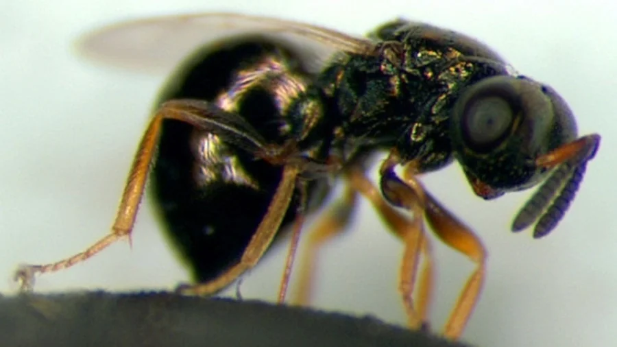 Как насекомые ставят старение на паузу: открытие учёных о личинках осы