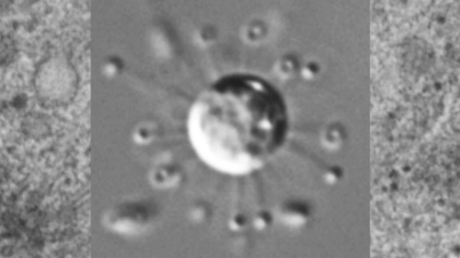 Учёные открыли новый организм, способный изменить взгляд на эволюцию жизни