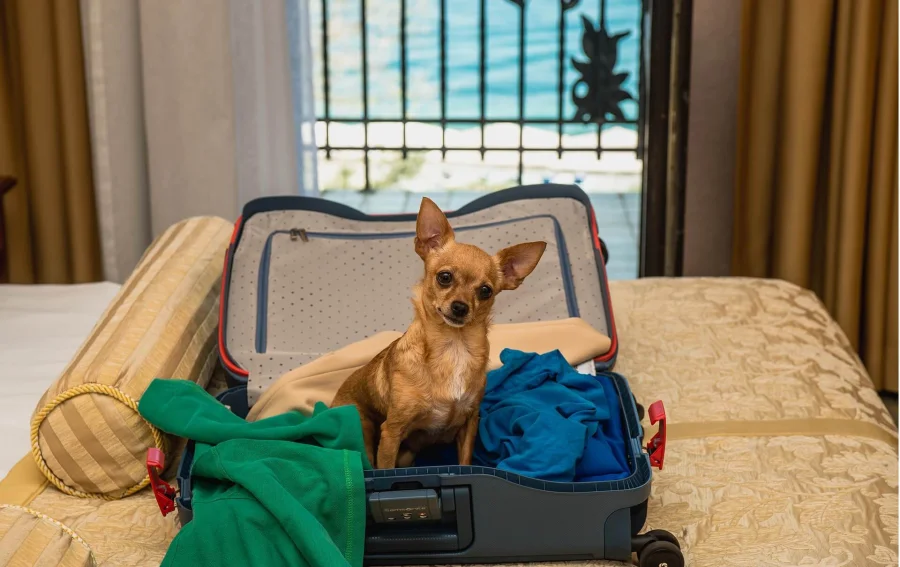 Комфорт для хвостатых: в России готовят ГОСТ для отдыха с животными