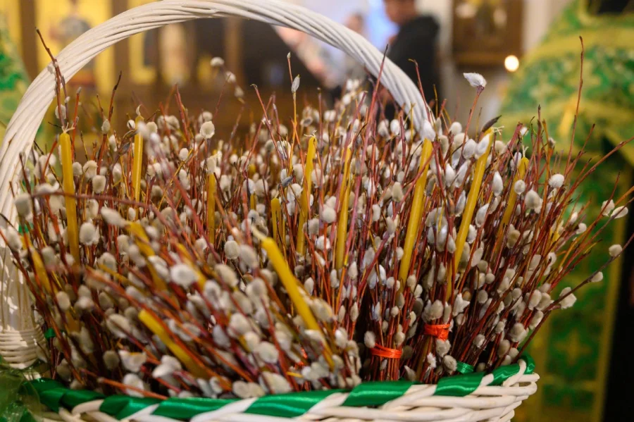 Символ весны и веры: когда в 2026 году отмечают Вербное воскресенье?