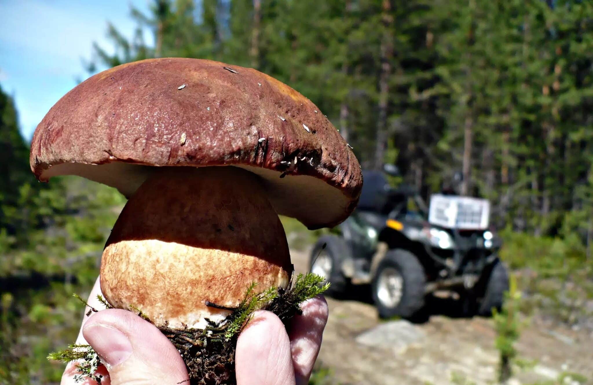 Белые грибы в Подмосковье летом 2019: где можно собирать, как отличить от ядовитых грибов