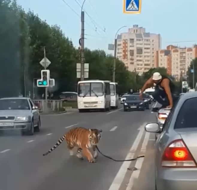 Откуда взялся тигр на трассе в Иваново: есть жертвы или нет