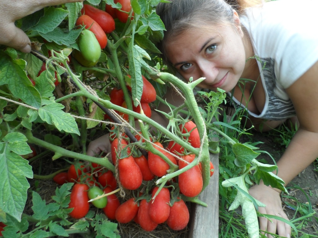 Чем лучше подкормить помидоры в июле для хорошего урожая?
