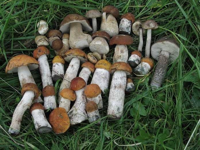 Белые грибы в Подмосковье летом 2019: где можно собирать, как отличить от ядовитых грибов