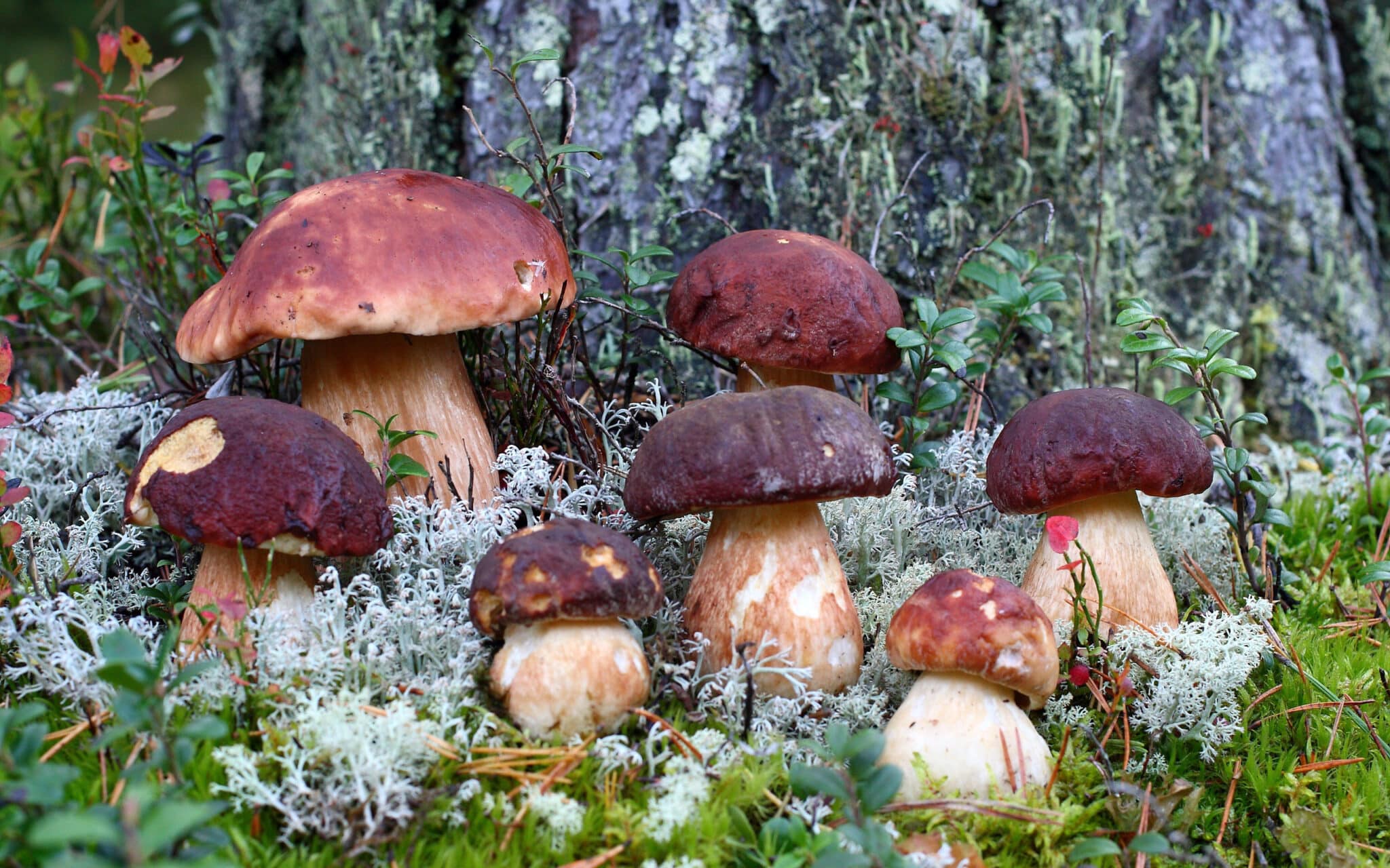 грибы и ягоды ленинградской области