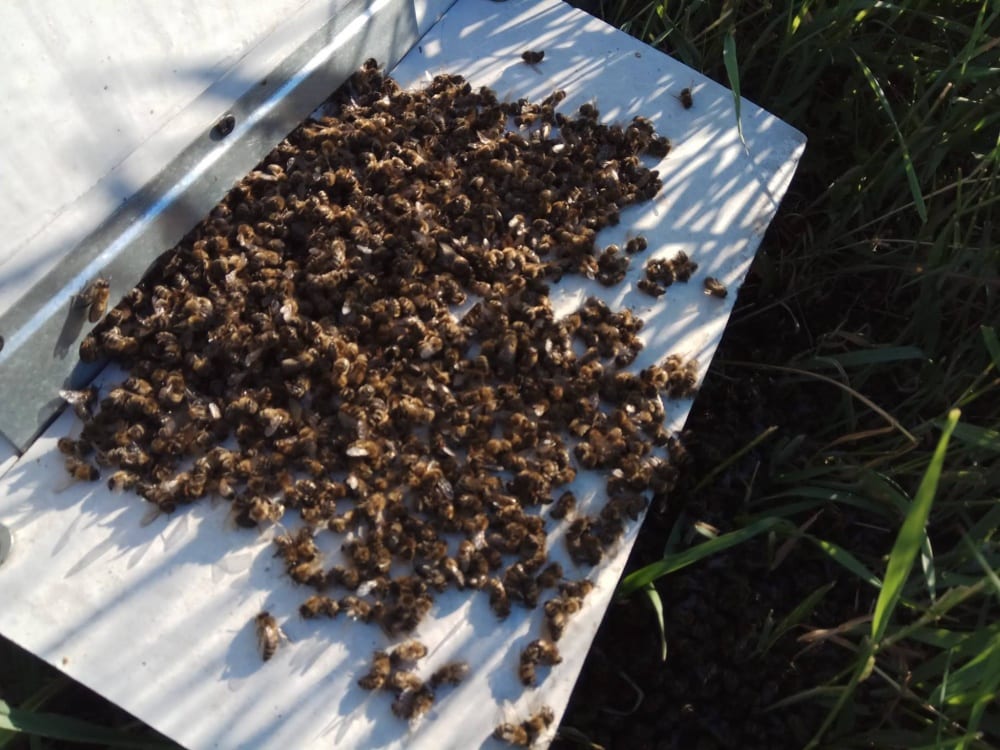 Массовая гибель пчел в России: причины, какой нанесён ущерб