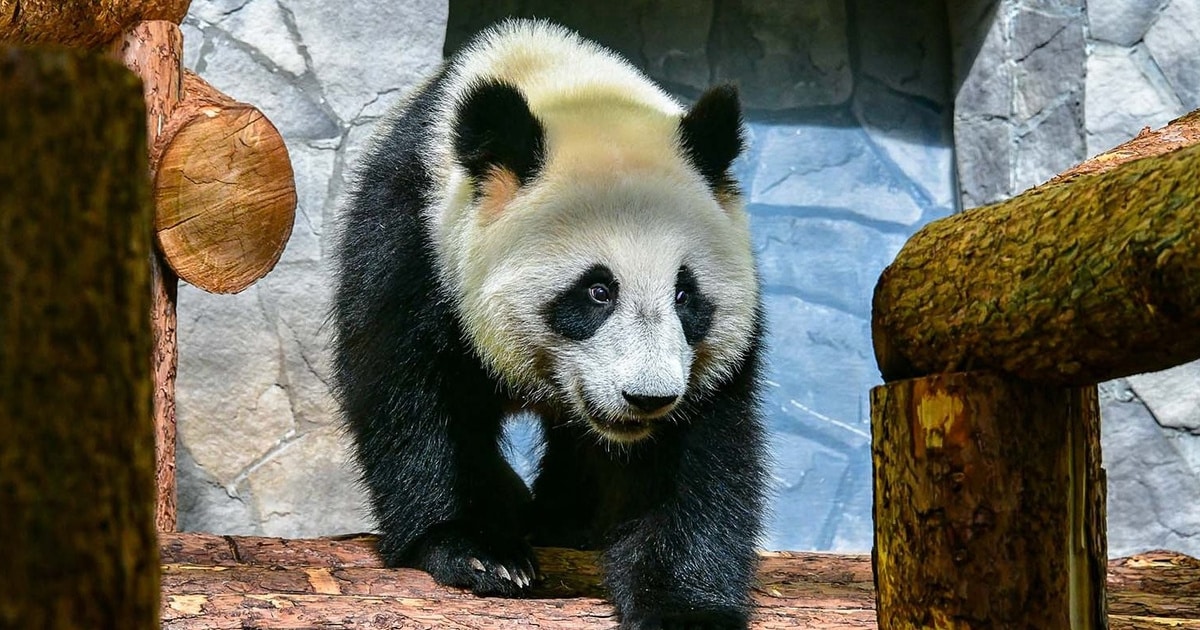 Панды в Московском зоопарке 2019: можно посмотреть онлайн