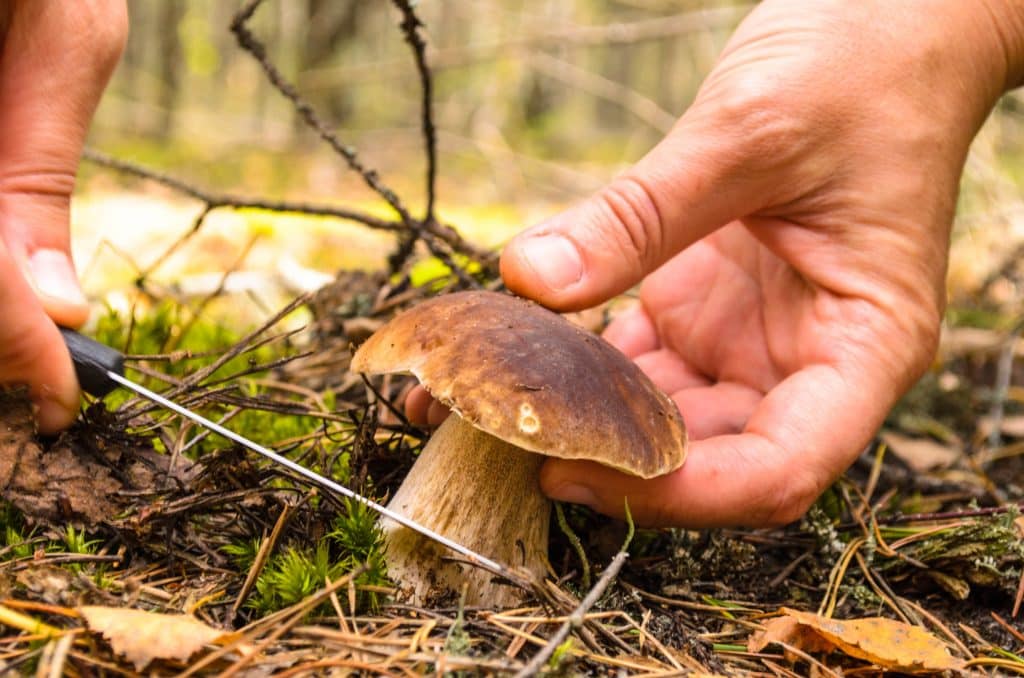 МЧС предупреждает: съедобные грибы также могут нести угрозу здоровью