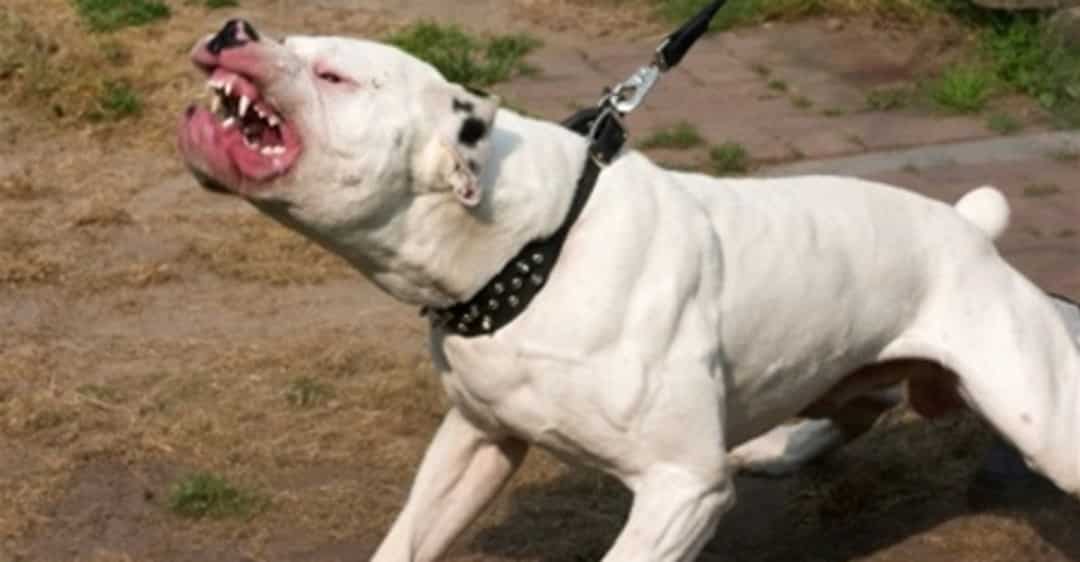 Собачий закон в России: какое наказание хозяевам собак грозит за нападение на людей