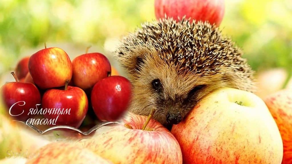 Яблочный спас отмечают 19 августа по церковному календарю