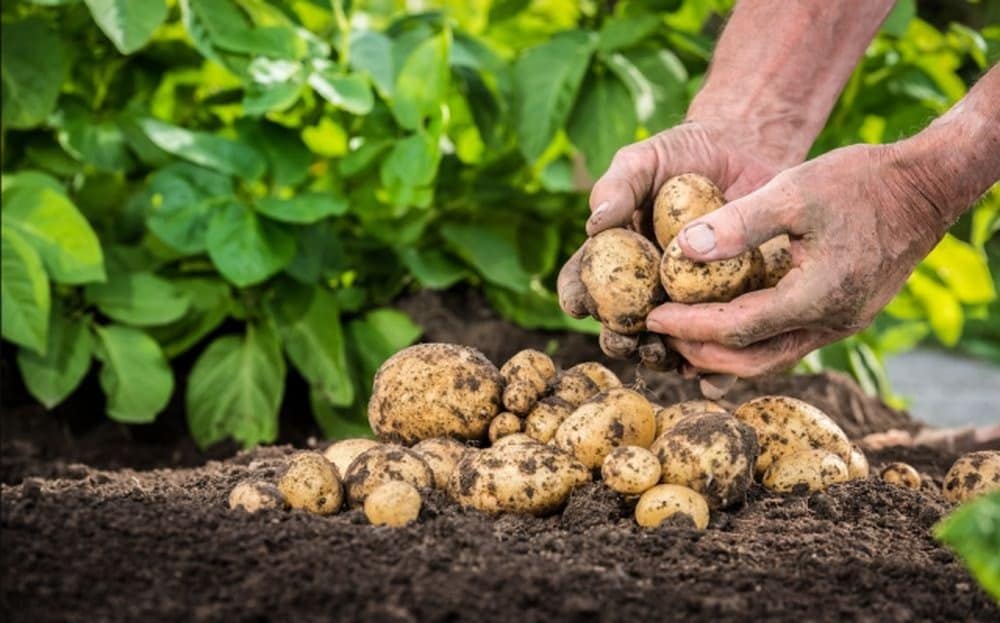 Когда копать картошку в 2019 году по лунному календарю — благоприятные и неблагоприятные дни