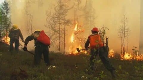 Может ли дым от сибирских пожаров дойти до Москвы: причины пожаров в Сибири