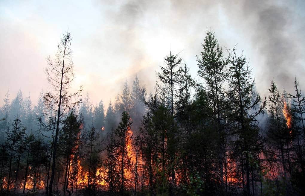 Как сейчас происходит тушение пожаров в Сибири: когда потушат, последствия