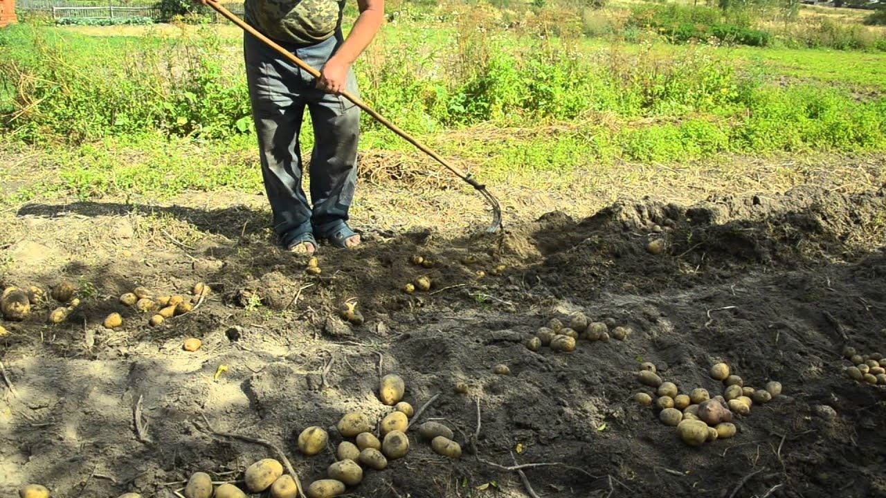 Когда нужно копать картошку в 2019: по лунному календарю, благоприятные дни по регионам России