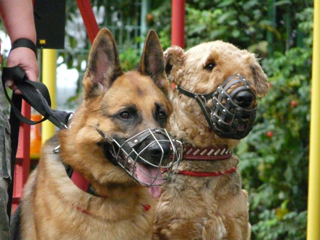 Породы собак, которых запрещено выгуливать без намордника и поводка по новым правилам: список