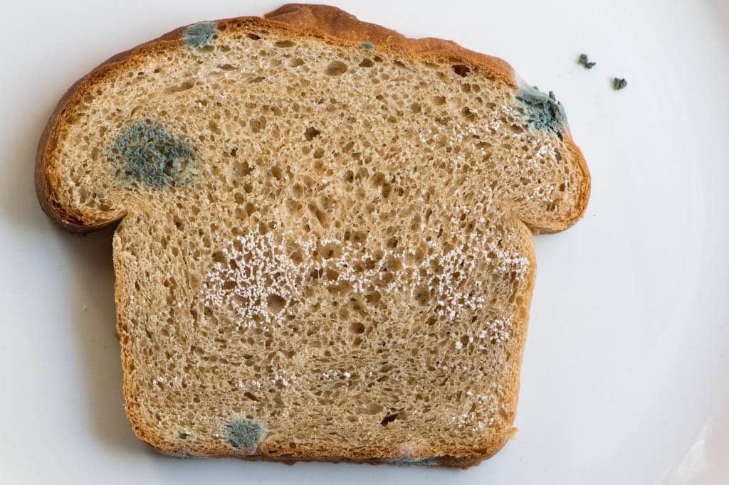 Если съесть хлеб с плесенью опасно или нет: последствия, как реагирует организм на употребление плесени