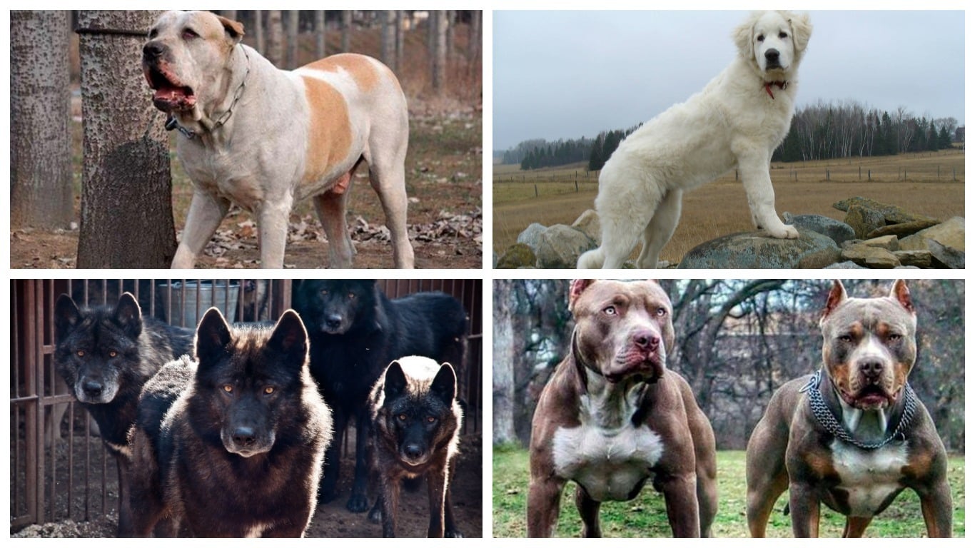 Породы собак, которых запрещено выгуливать без намордника и поводка по новым правилам: список