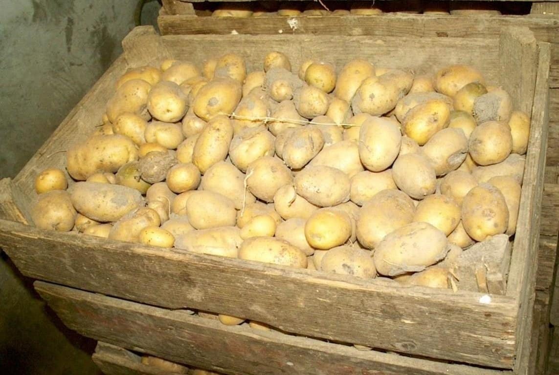 Когда правильно засыпать картофель в погреб: подготовка погреба к хранению картофеля