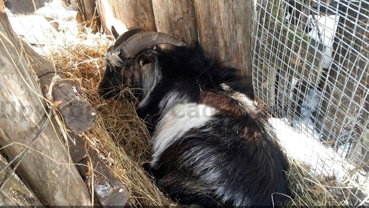 В Приморском сафари-парке умерла звезда Интернета – козел по кличке Тимур