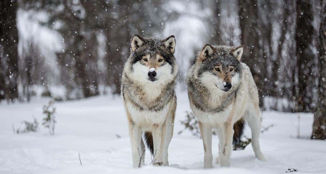 Отстрел волков в 2020 году: нужна ли лицензия в случае их нашествия