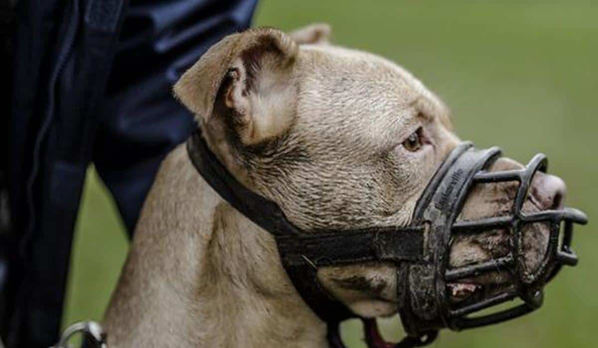 Официальный список законодательно запрещенных собачьих пород возможно, требует доработки