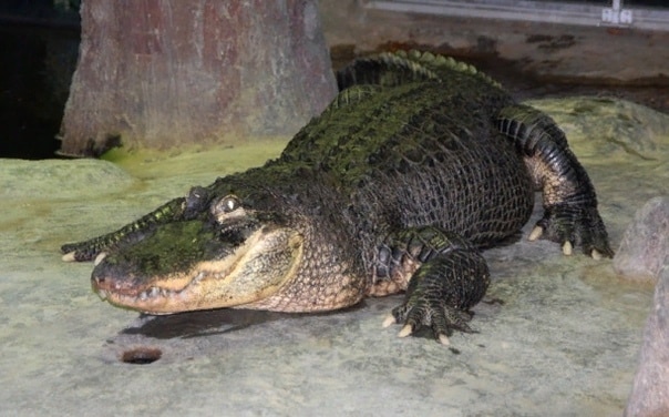 В Московском зоопарке умер аллигатор по кличке Сатурн, который сбежал из Берлина