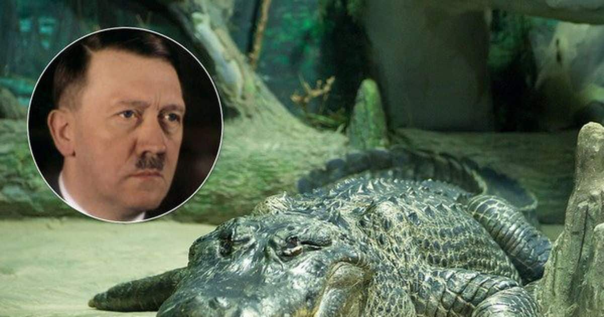 В Московском зоопарке умер аллигатор по кличке Сатурн, который сбежал из Берлина