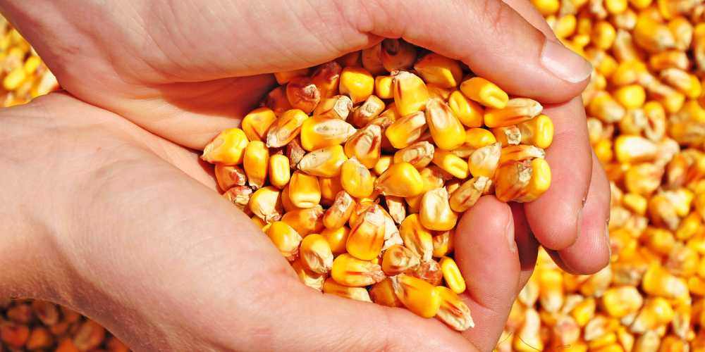 Цена на пшеницу падает, цена на кукурузу снижается, у сои всё хорошо