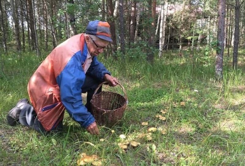 Сезон сбора грибов в Подмосковье открывается в июне 2020: какие грибы можно собирать