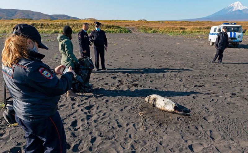 Отравлены люди, погибли животные: экологическая катастрофа на Камчатке