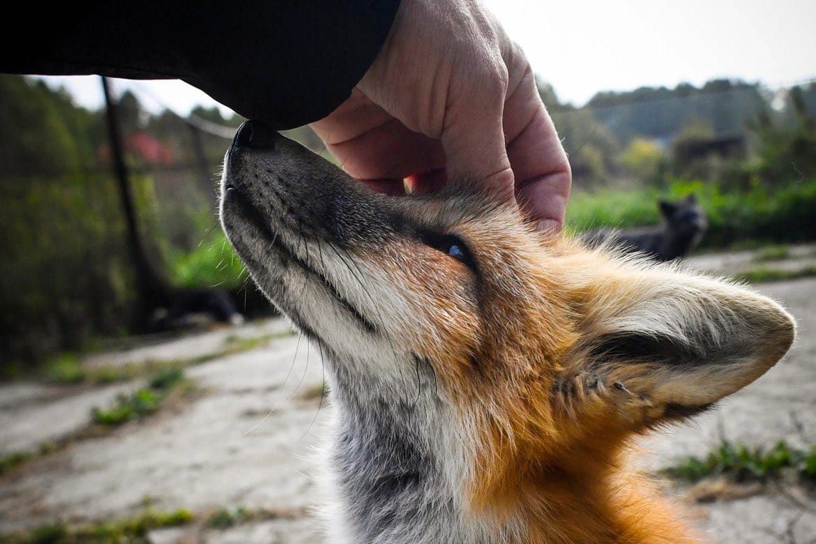 «Лиса тоже друг человека»: в Сибири ученые разводят лис как домашних животных