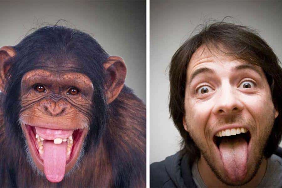 Могут ли обезьяны эволюционировать в людей сегодня
