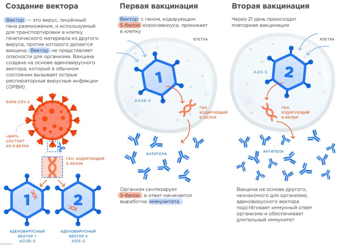 Российская вакцина от коронавируса «Спутник V»: как работает, зачем делать два укола