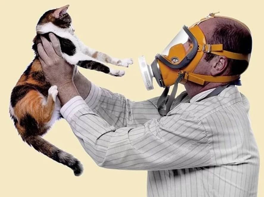 Вакцина от аллергии на кошек может появиться к 2023 году