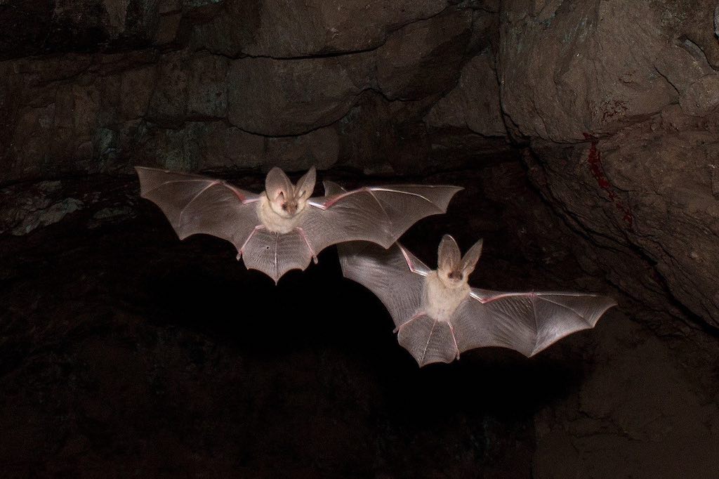 В Сочи не будут закрывать пещеры после обнаружения коронавируса у летучих мышей