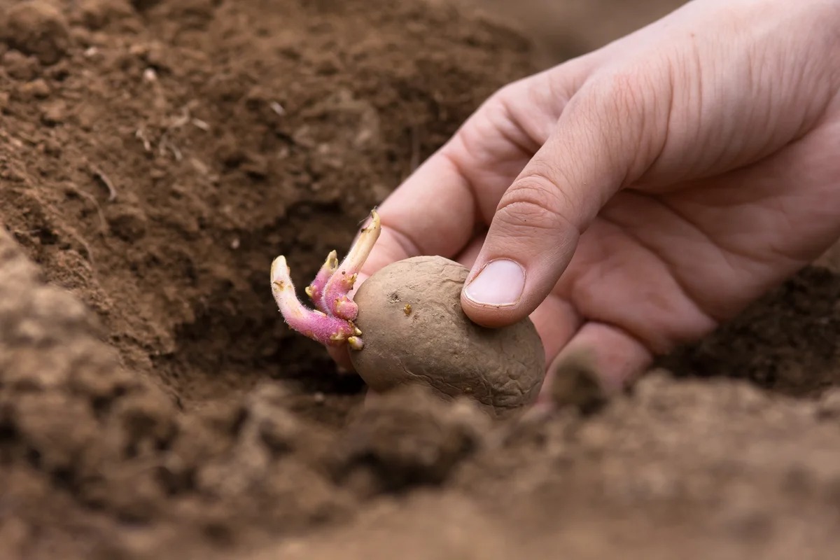 Благоприятные дни для посадки картофеля в 2021 году назвали эксперты
